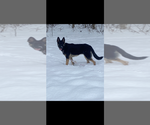 Small Photo #1 German Shepherd Dog Puppy For Sale in PERU, ME, USA