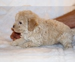 Small #7 Poodle (Toy)