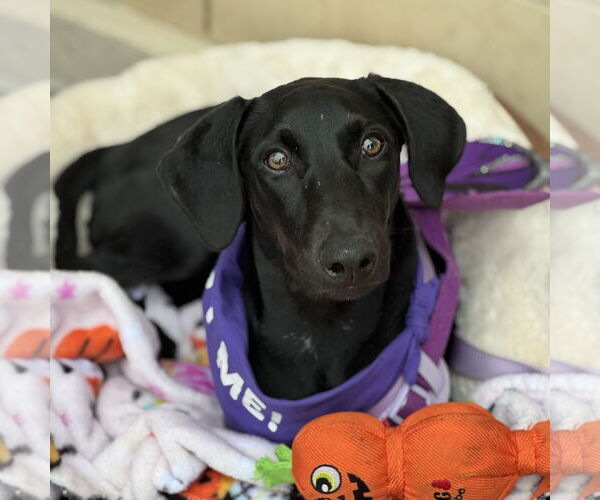 Medium Photo #8 Labrador Retriever-Unknown Mix Puppy For Sale in Fort Worth, TX, USA
