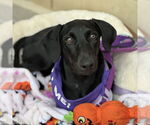 Small Photo #8 Labrador Retriever-Unknown Mix Puppy For Sale in Fort Worth, TX, USA