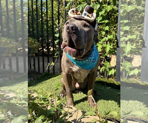 Boris - Male American Pit Bull Terrier-Unknown Mix Dog for Adoption - Photo #9