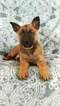 Small Photo #8 Malinois Puppy For Sale in LANCASTER, PA, USA