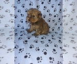 Small #1 Yorkshire Terrier