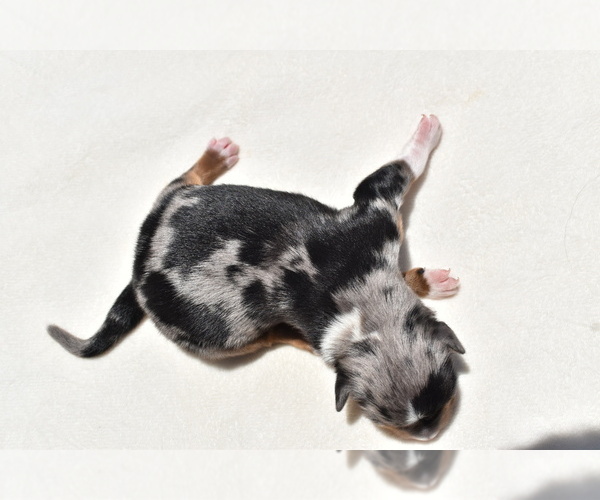 Medium Photo #7 Miniature Australian Shepherd Puppy For Sale in PALM COAST, FL, USA