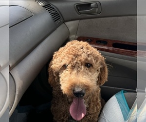 Goldendoodle Puppy for sale in WAUKESHA, WI, USA
