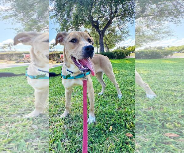 Medium Photo #4 Mutt Puppy For Sale in Pompano Beach , FL, USA