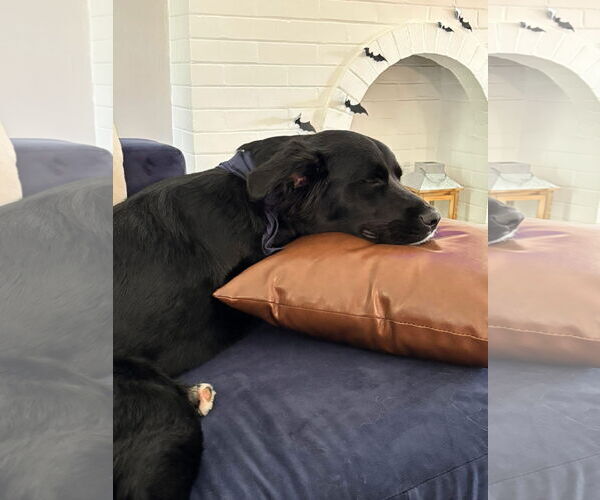 Medium Photo #8 Borador Puppy For Sale in Germantown, OH, USA