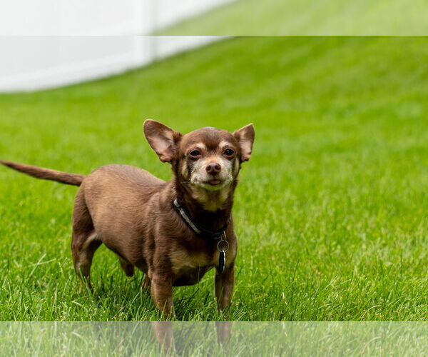 Medium Photo #4 Chipin Puppy For Sale in Princeton, MN, USA