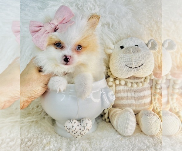 Medium Photo #14 Pomeranian Puppy For Sale in BOSTON, MA, USA