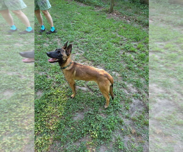 Medium Photo #4 Mutt Puppy For Sale in Imlay City, MI, USA