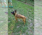 Small #3 Mutt