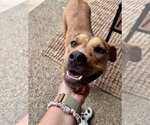 Small Photo #7 American Pit Bull Terrier-Unknown Mix Puppy For Sale in Germantown, OH, USA