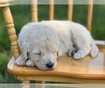 Small Photo #30 Goldendoodle Puppy For Sale in MARYVILLE, MO, USA