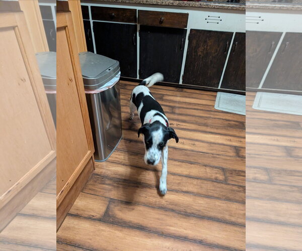 Medium Photo #2 Mutt Puppy For Sale in New London, WI, USA
