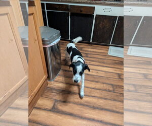 Arnold - Male Mutt Dog for Adoption - Photo #2