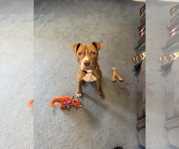 Medium Photo #3 Mutt Puppy For Sale in Uwchlan, PA, USA