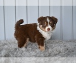 Small #1 Miniature Australian Shepherd