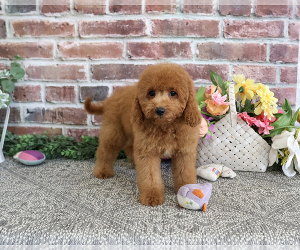 Medium Photo #6 Cavapoo (Miniature) Puppy For Sale in SYRACUSE, IN, USA