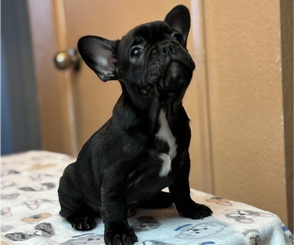 Medium Photo #2 French Bulldog Puppy For Sale in RIALTO, CA, USA