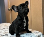 Small Photo #13 French Bulldog Puppy For Sale in RIALTO, CA, USA
