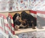 Small #5 Cavalier King Charles Spaniel