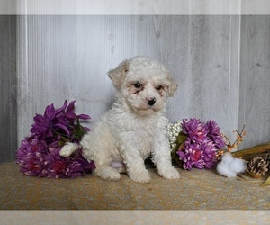 Bichon Frise Puppy for sale in DRESDEN, OH, USA