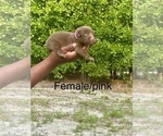 Puppy Puppy 6 Labrador Retriever