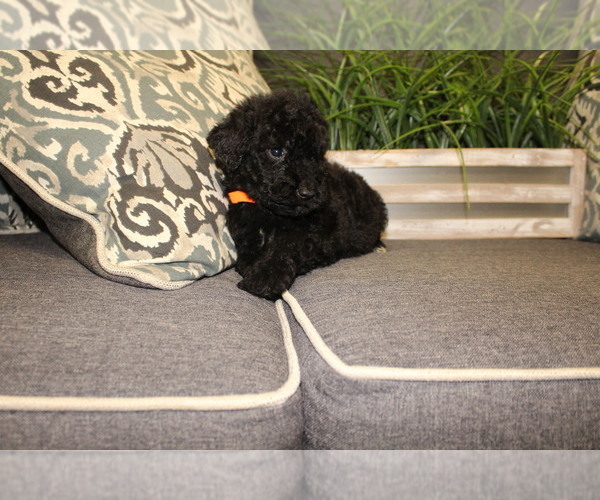 Medium Photo #2 Poodle (Standard) Puppy For Sale in MONROEVILLE, PA, USA