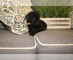 Small Photo #2 Poodle (Standard) Puppy For Sale in MONROEVILLE, PA, USA