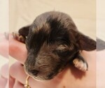 Small #1 Aussiedoodle Miniature 