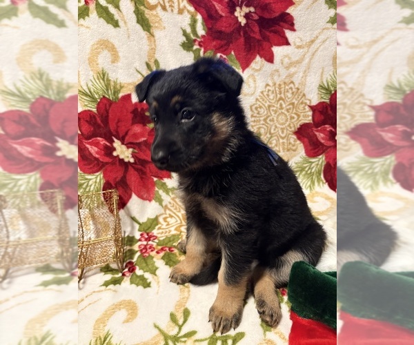 Medium Photo #3 German Shepherd Dog Puppy For Sale in EUGENE, OR, USA