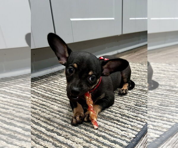 Medium Photo #3 Chiweenie Puppy For Sale in Candler, NC, USA