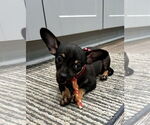 Small #2 Chiweenie