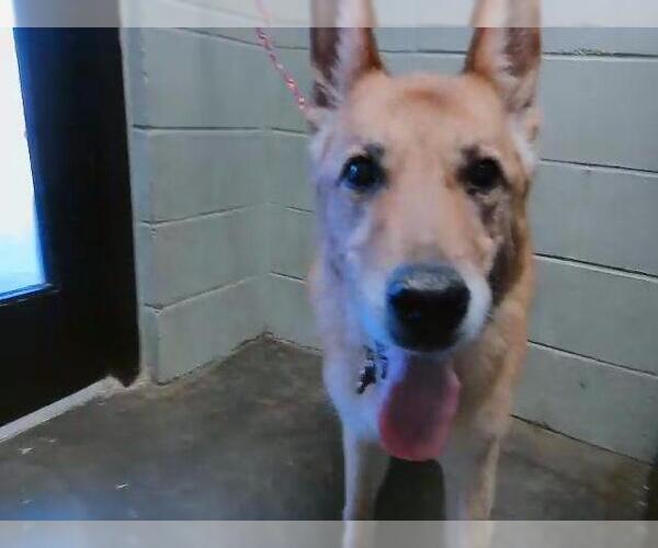 Medium Photo #1 Carolina Dog Puppy For Sale in Tulsa, OK, USA