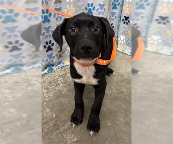 Medium Photo #1 Labrador Retriever-Unknown Mix Puppy For Sale in Rosenberg, TX, USA