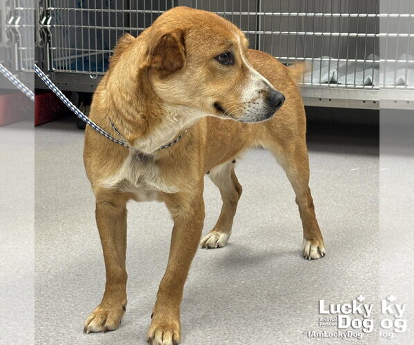 Medium Photo #2 Retriever -Unknown Mix Puppy For Sale in Washington, DC, USA