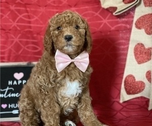 Goldendoodle Puppy for sale in LANCASTER, PA, USA