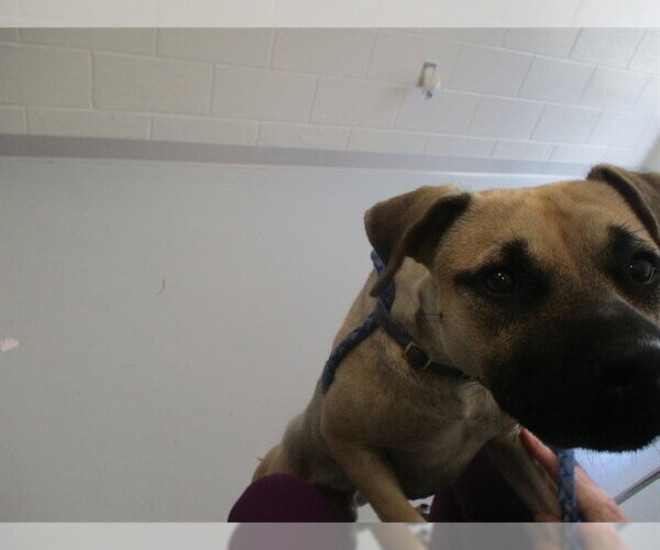Medium Photo #1 Black Mouth Cur Puppy For Sale in Ocala, FL, USA