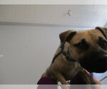 Small Black Mouth Cur