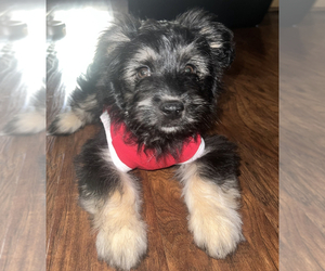 YorkiePoo Puppy for sale in TEMECULA, CA, USA