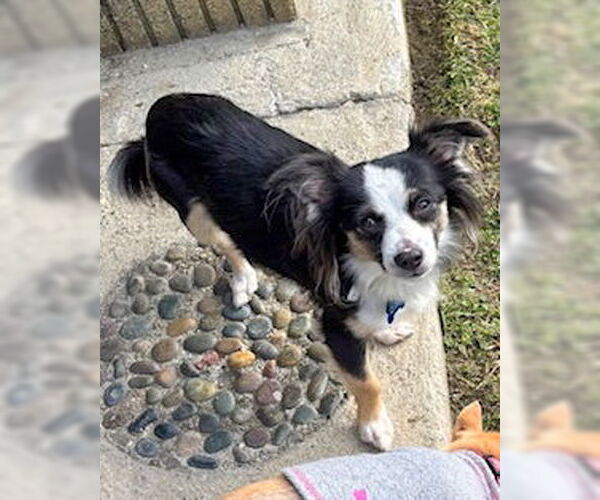 Medium Photo #3 Chihuahua-Colonial Cocker Spaniel Mix Puppy For Sale in Corona, CA, USA