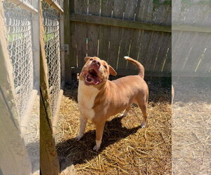 American Staffordshire Terrier-Unknown Mix Dogs for adoption in Jackson, MS, USA