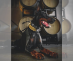 Small Photo #30 Doberman Pinscher Puppy For Sale in FORT LAUDERDALE, FL, USA