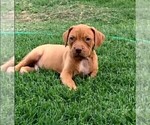 Small Photo #4 American Bully Puppy For Sale in FORT WORTH, TX, USA