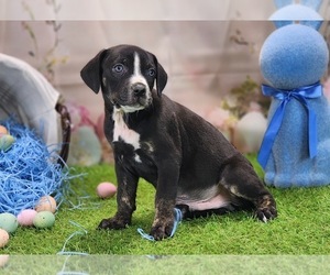 Catahoula Leopard Dog Puppy for sale in CUMBY, TX, USA
