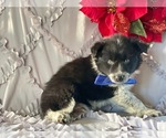 Small Photo #1 Border-Aussie Puppy For Sale in LANCASTER, PA, USA