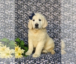 English Cream Golden Retriever Puppy for sale in ELKTON, MD, USA