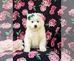 Small Photo #3 Samoyed Puppy For Sale in OXFORD, PA, USA