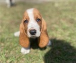 Puppy 0 Basset Hound