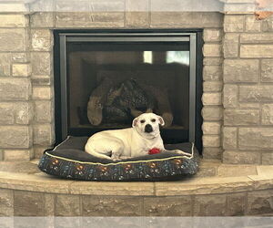 American Pit Bull Terrier-Beagle Mix Dogs for adoption in Hillsboro, MO, USA